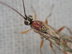 Tromatobia lineatoria