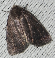 Amphipyrinae