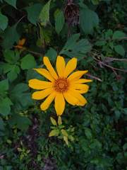 Tithonia diversifolia