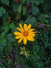 Tithonia diversifolia