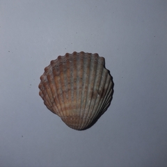 Acanthocardia tuberculata