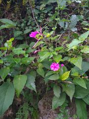 Mirabilis jalapa