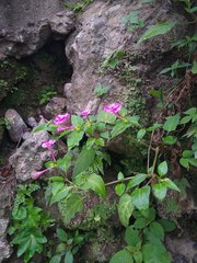 Mirabilis jalapa