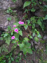 Mirabilis jalapa