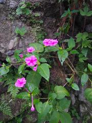 Mirabilis jalapa
