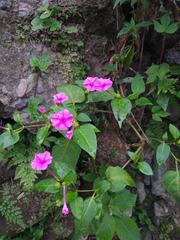 Mirabilis jalapa