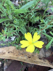 Hibbertia puberula