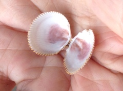 Dallocardia quadragenaria