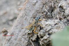 Cryptanura septentrionalis