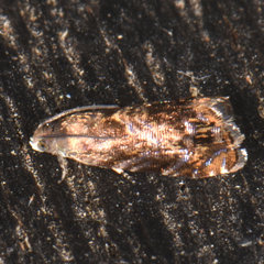 Grapholita prunivora