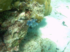 Clavelina