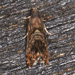 Grapholita prunivora