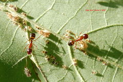 Camponotus subbarbatus