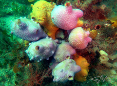 Giant Sea Tulip photo 5