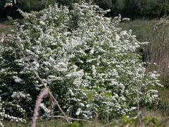 Spiraea cantoniensis