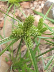 Cyperus aggregatus