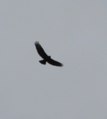 Buteo buteo