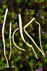 Clavaria argillacea