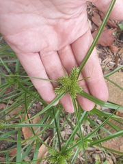 Cyperus aggregatus