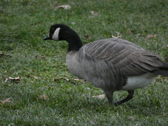 Branta hutchinsii