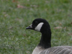 Branta hutchinsii