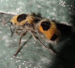 Dasymutilla cressoni