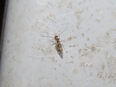 Stenopsocidae