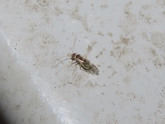 Stenopsocidae