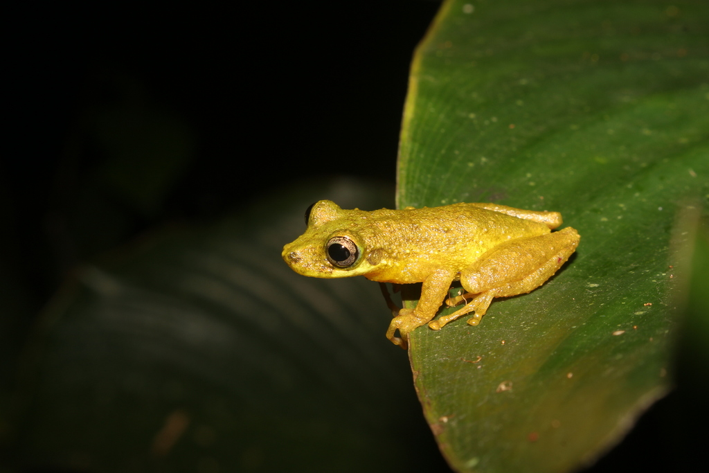 Santo Andre Snouted Tree Frog