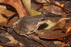 Leptodactylus notoaktites