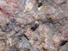 Mioptachys flavicauda