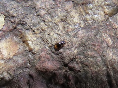 Mioptachys flavicauda