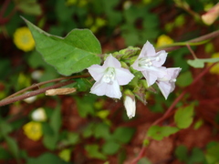 Jacquemontia paniculata