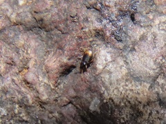 Mioptachys flavicauda