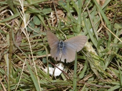 Zizina otis labradus