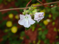 Jacquemontia paniculata