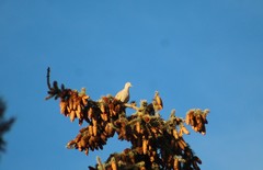 Streptopelia decaocto