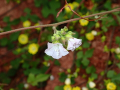 Jacquemontia paniculata