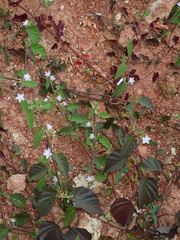 Jacquemontia paniculata