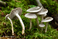 Cuphophyllus canescens