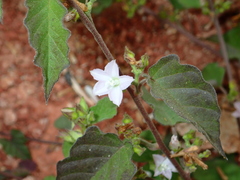 Jacquemontia paniculata