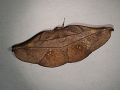 Xenomusa metallica