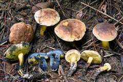 Cyanoboletus