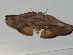 Xenomusa metallica