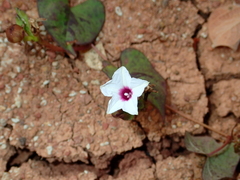 Ipomoea sagittifolia