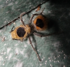 Dasymutilla cressoni