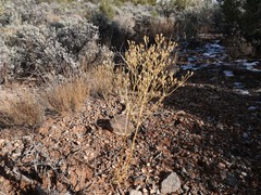 Frasera albomarginata