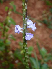 Verbenaceae
