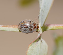 Paropsisterna m-fuscum