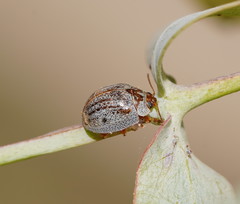 Paropsisterna m-fuscum